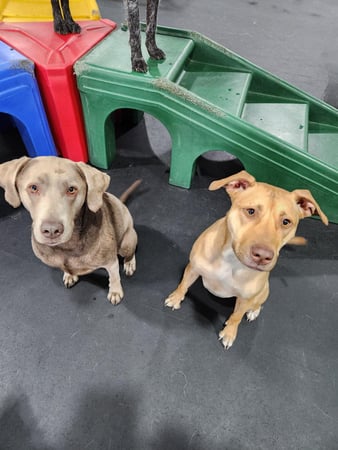 Images Bark & Roll