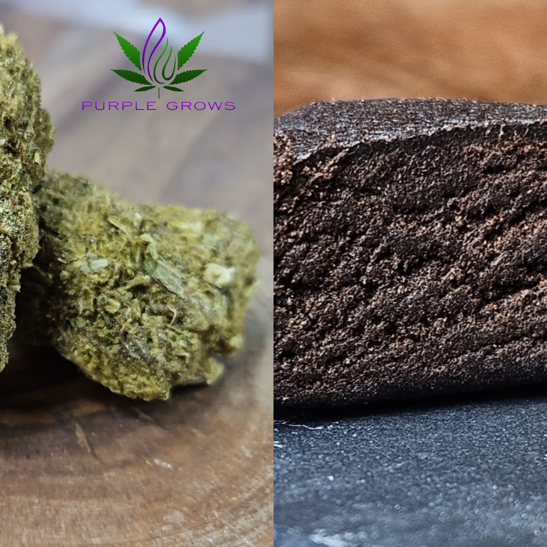 PURPLE GROWS Cannabis, CBD und THC-Seeds in Delbrück