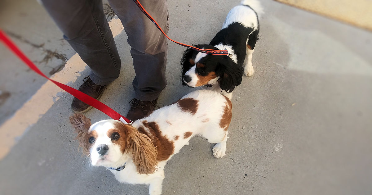 Image of Local Pet Event Free Dog Training Seminar: Loose Leash Walking (Cutler) Nearby