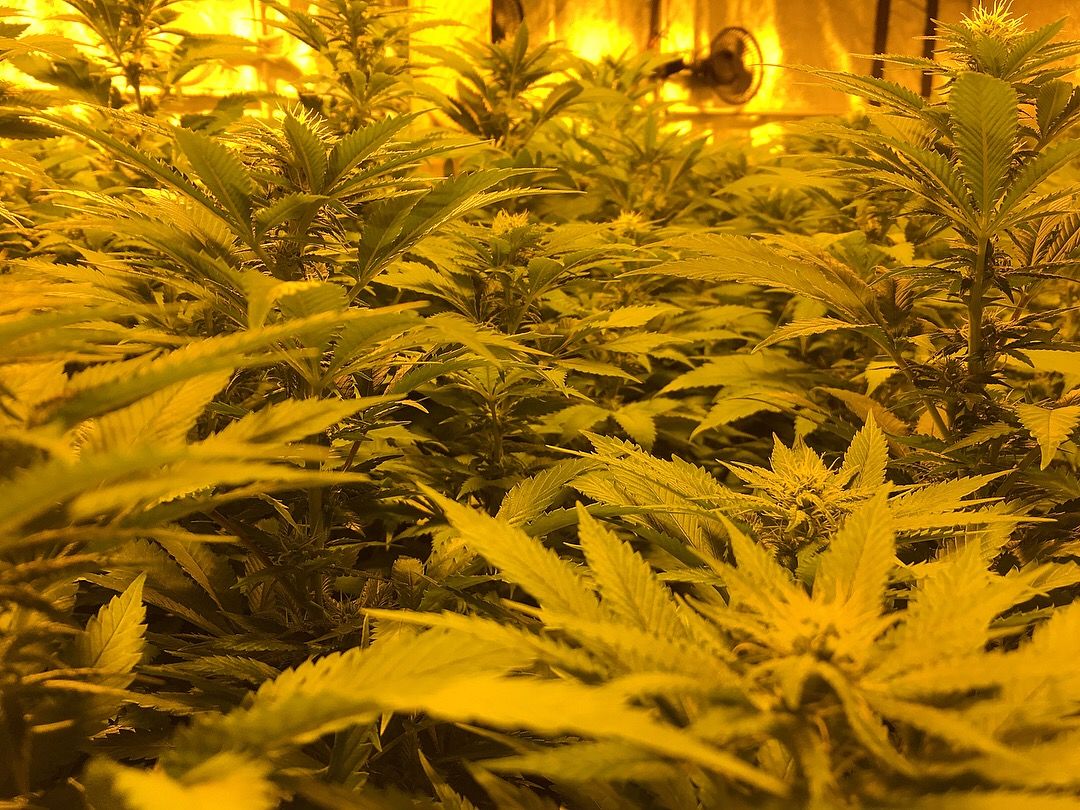 Sensimilla Affoltern am Albis, Zürichstrasse 67 in Affoltern am Albis