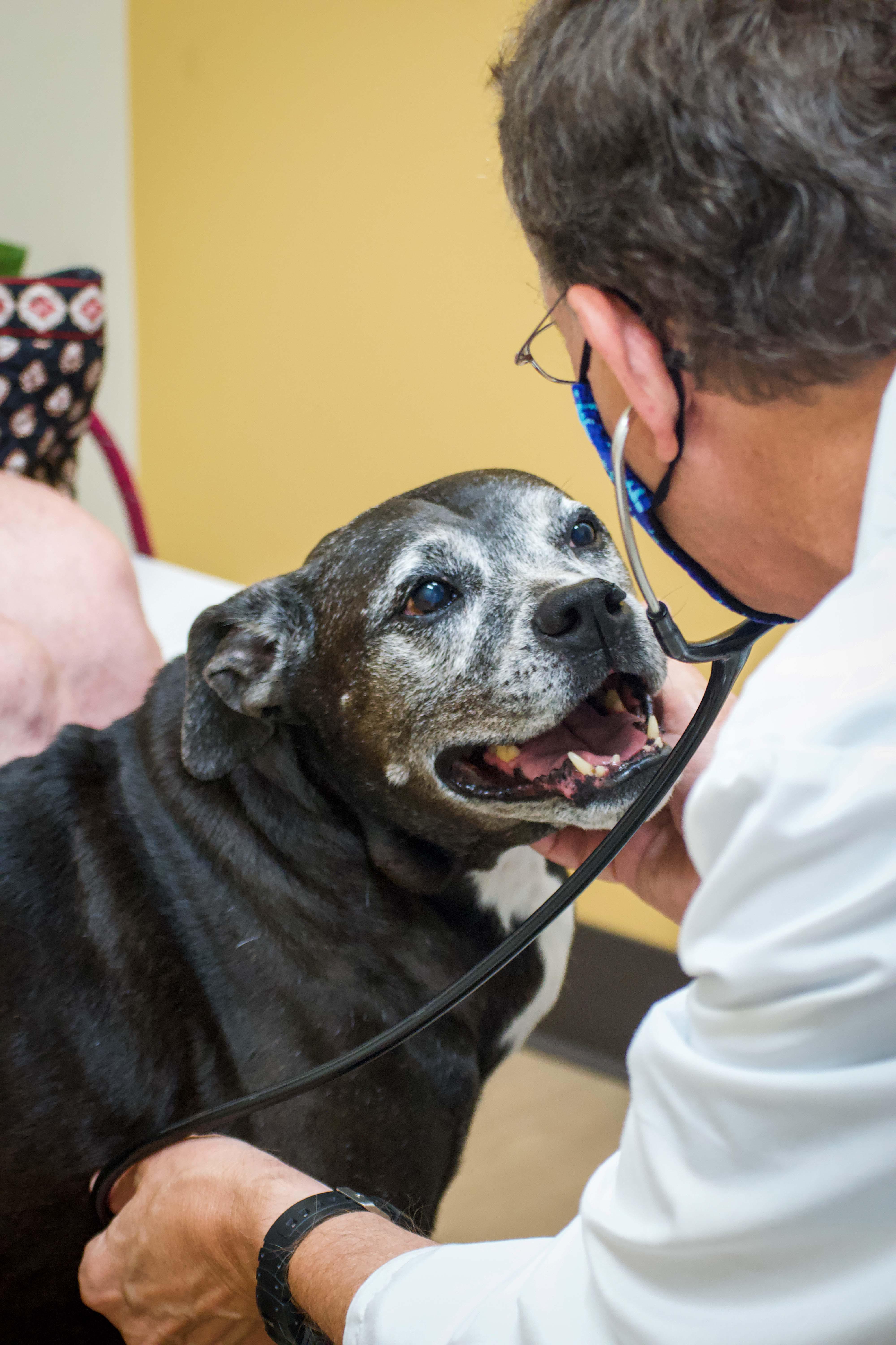 Preventative care saves and extends lives. With it, we prevent or treat health issues before they turn into something more serious. So whether your furry family member needs their regular annual exam, parasite control, vaccinations, or anything else – know that the TotalBond has their back.