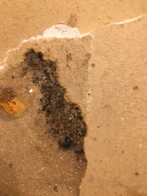SERVPRO of Providence has the expertise and equipment to properly remediate your mold infestation.