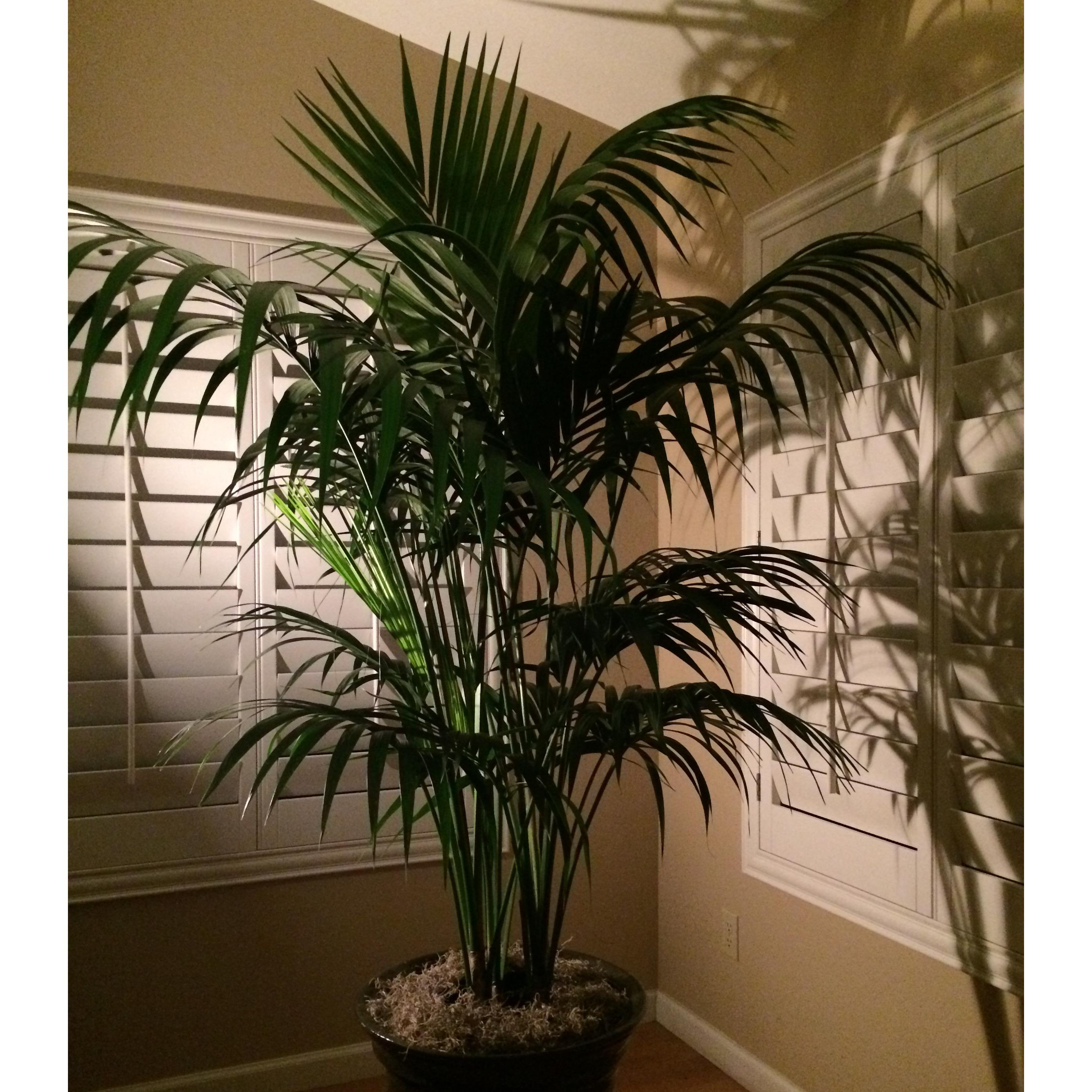 Elegant Kentias. Beautiful potted Kentia Palms for your home or residence.