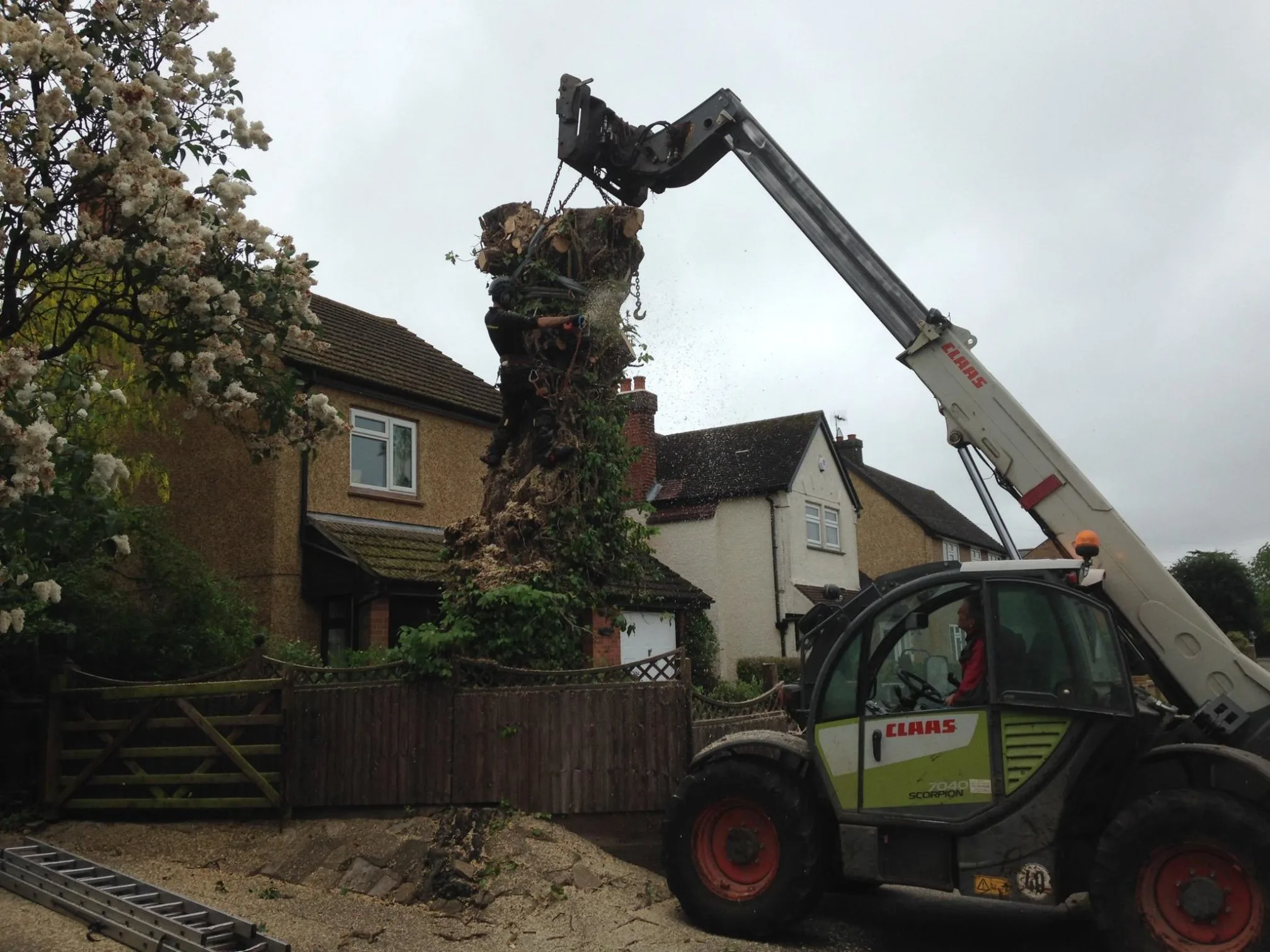 Images Ms Tree Care Ltd