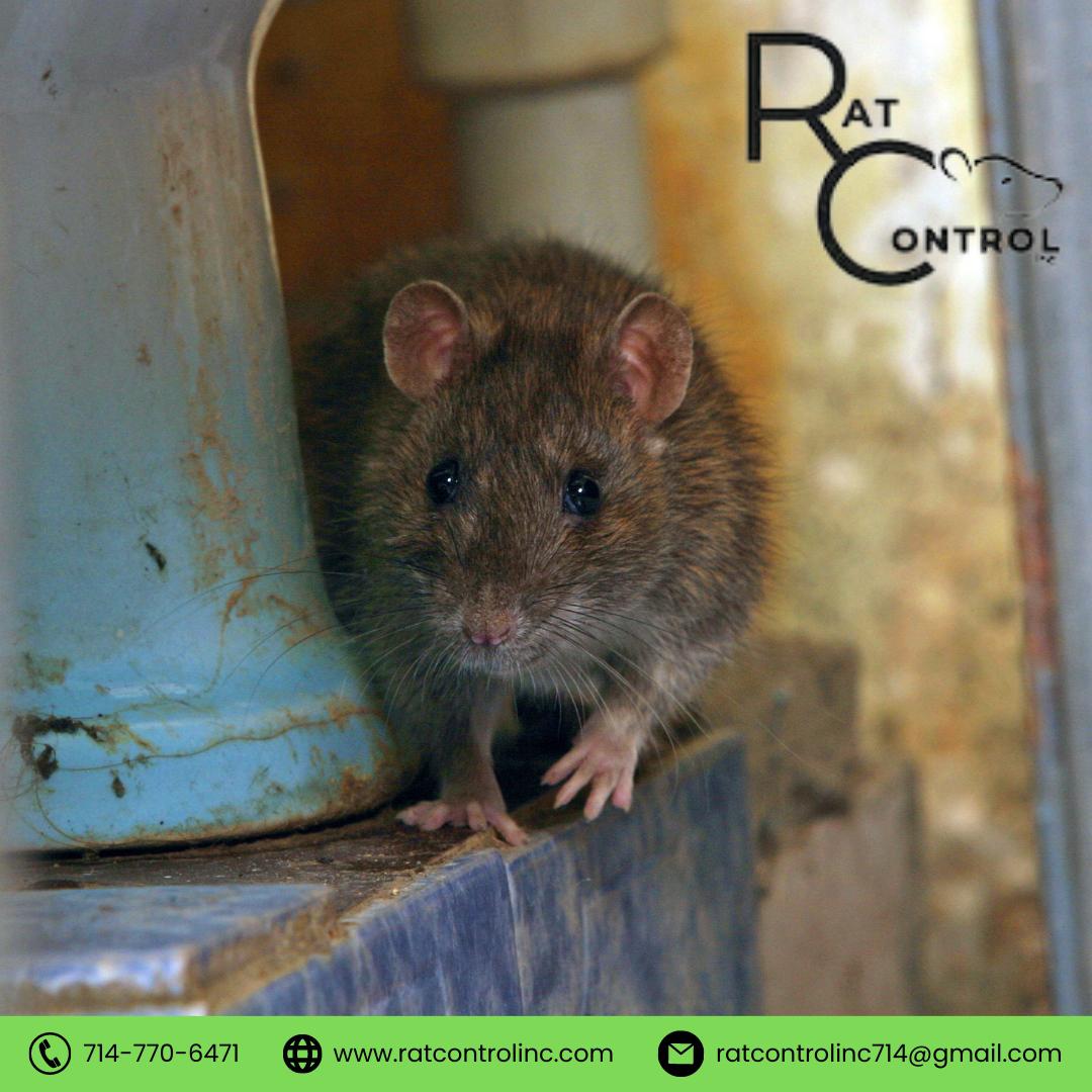 Image 5 | Rat Control Inc.