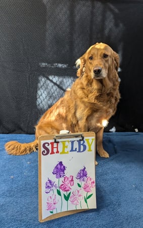 Images VCA Old Trail Animal Hospital