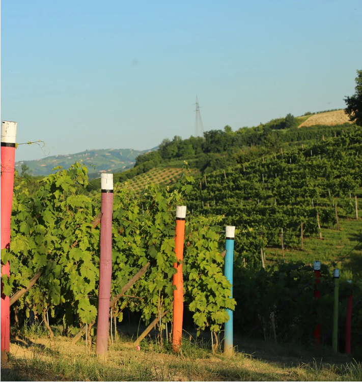Images Azienda Agricola Bosco Giovanna