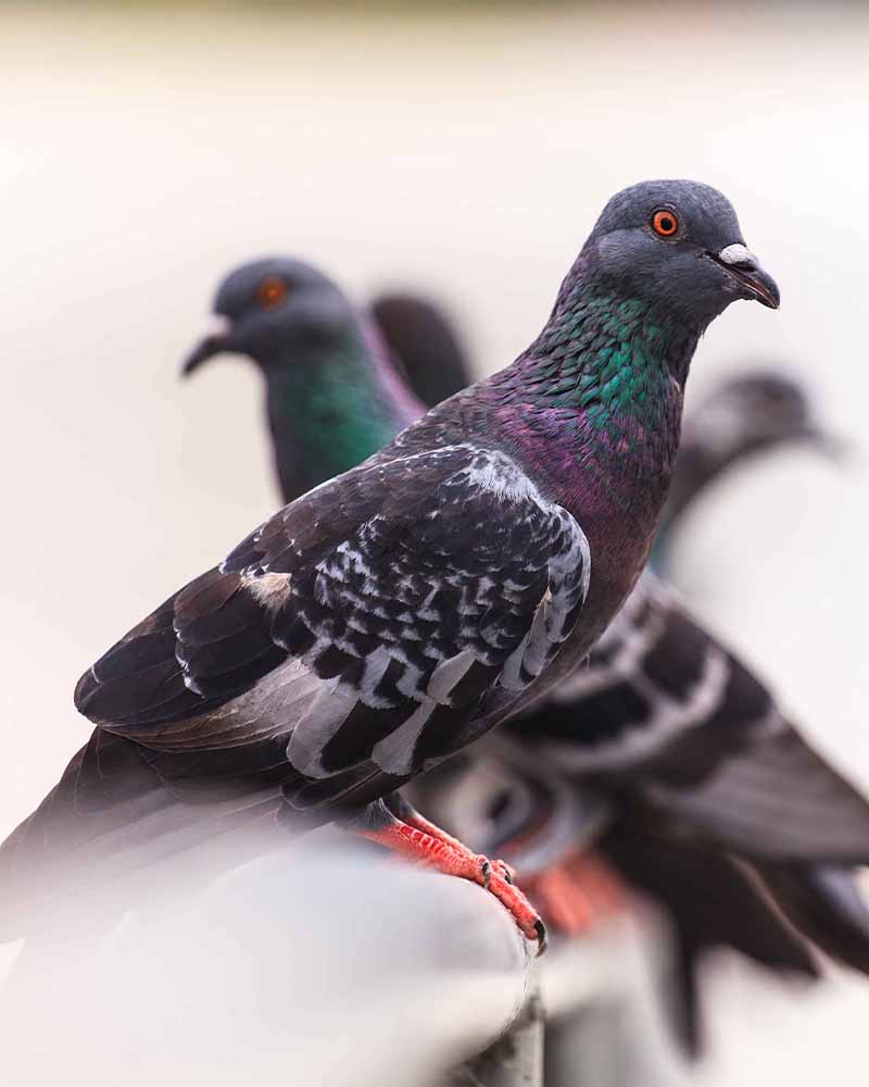 Bilder Logicomed Sagl