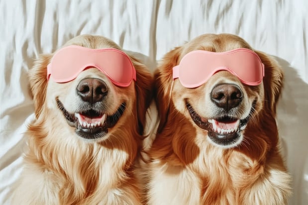 Images Paws Up Daycare & Boarding