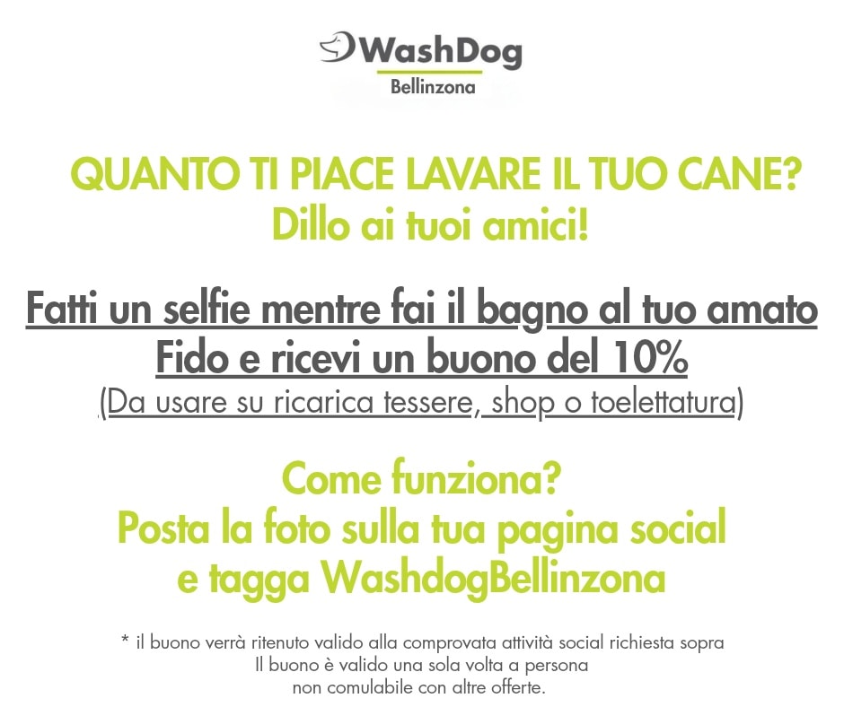 Bilder WashDog Bellinzona