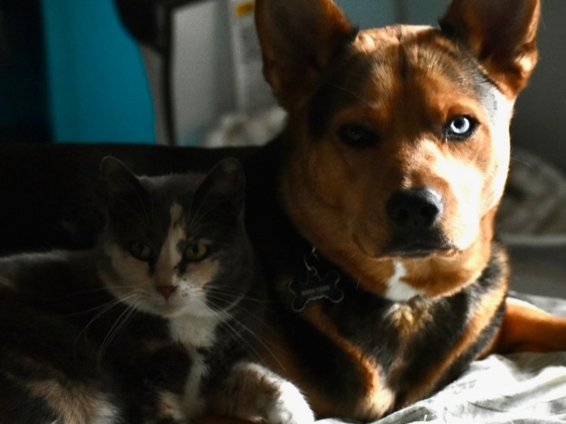 Pictures of our offices furry friends!