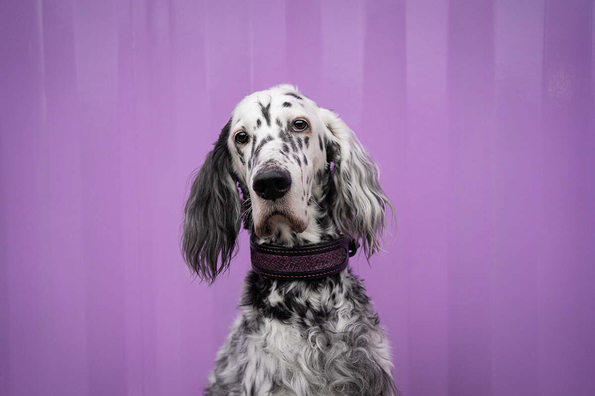 Dog Couture by Lisa in Eppstein