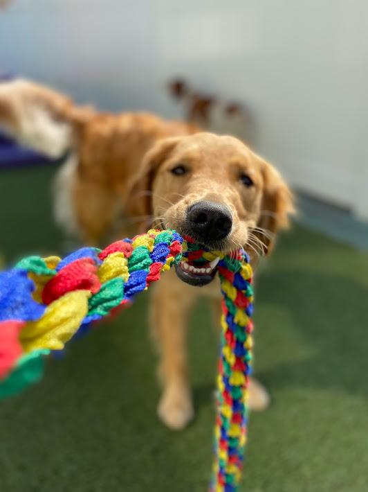 Images Walkers Pet HoTail Pet Care Center