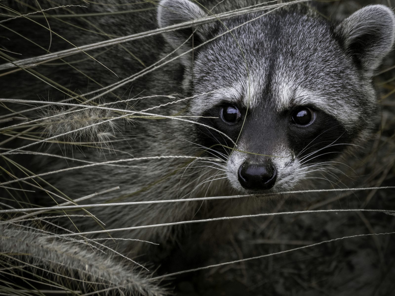 Rocky Mountain Pest Control