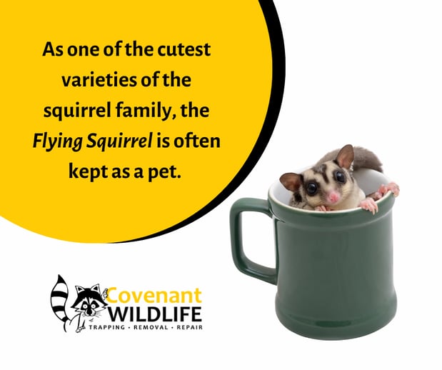 Images Covenant Wildlife