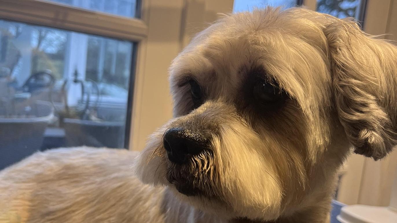 Images Vibes Lille Hundesalon