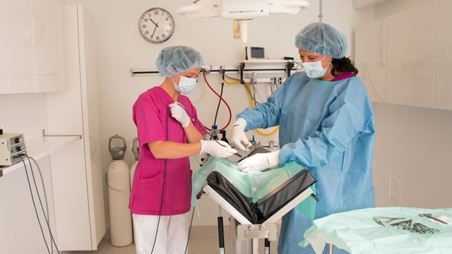 Images Fyra Ben Smådjursklinik