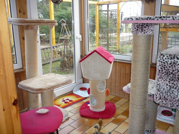 Katzenpension 