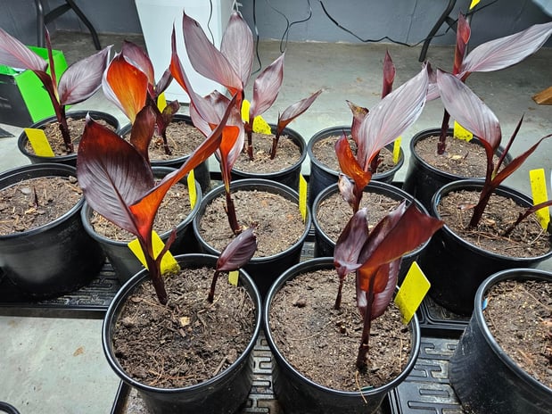 Images A.J.'s Evergreen Nursery, LLC