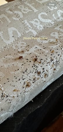 Images Shield Pest Control