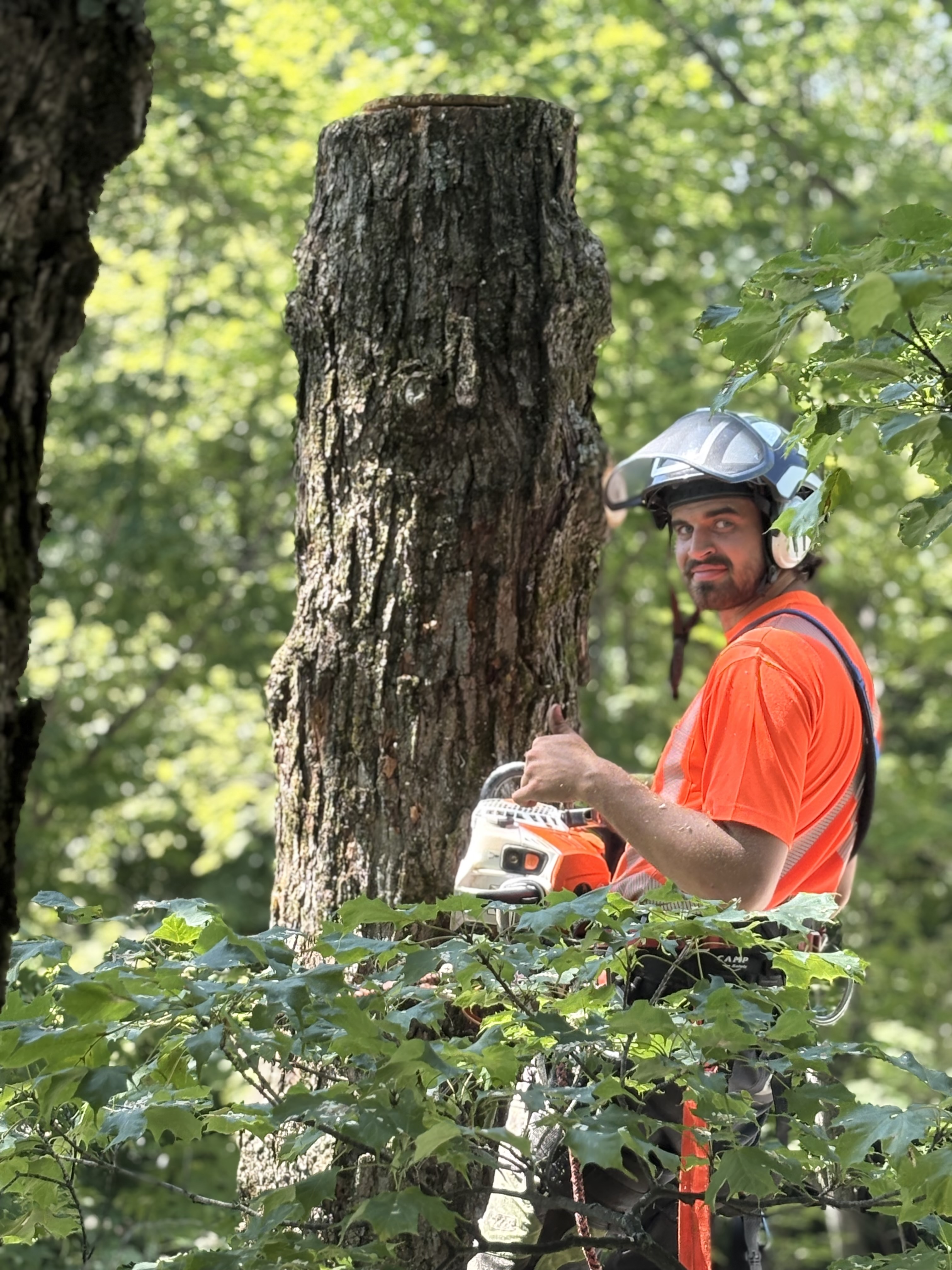Images Arboriculture DB Inc.