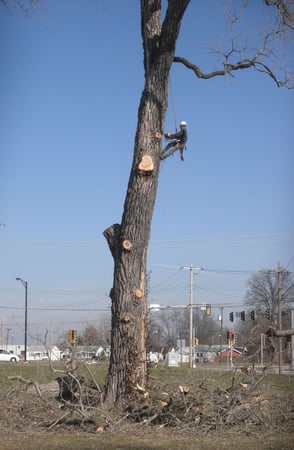 Images Hudson Tree Service