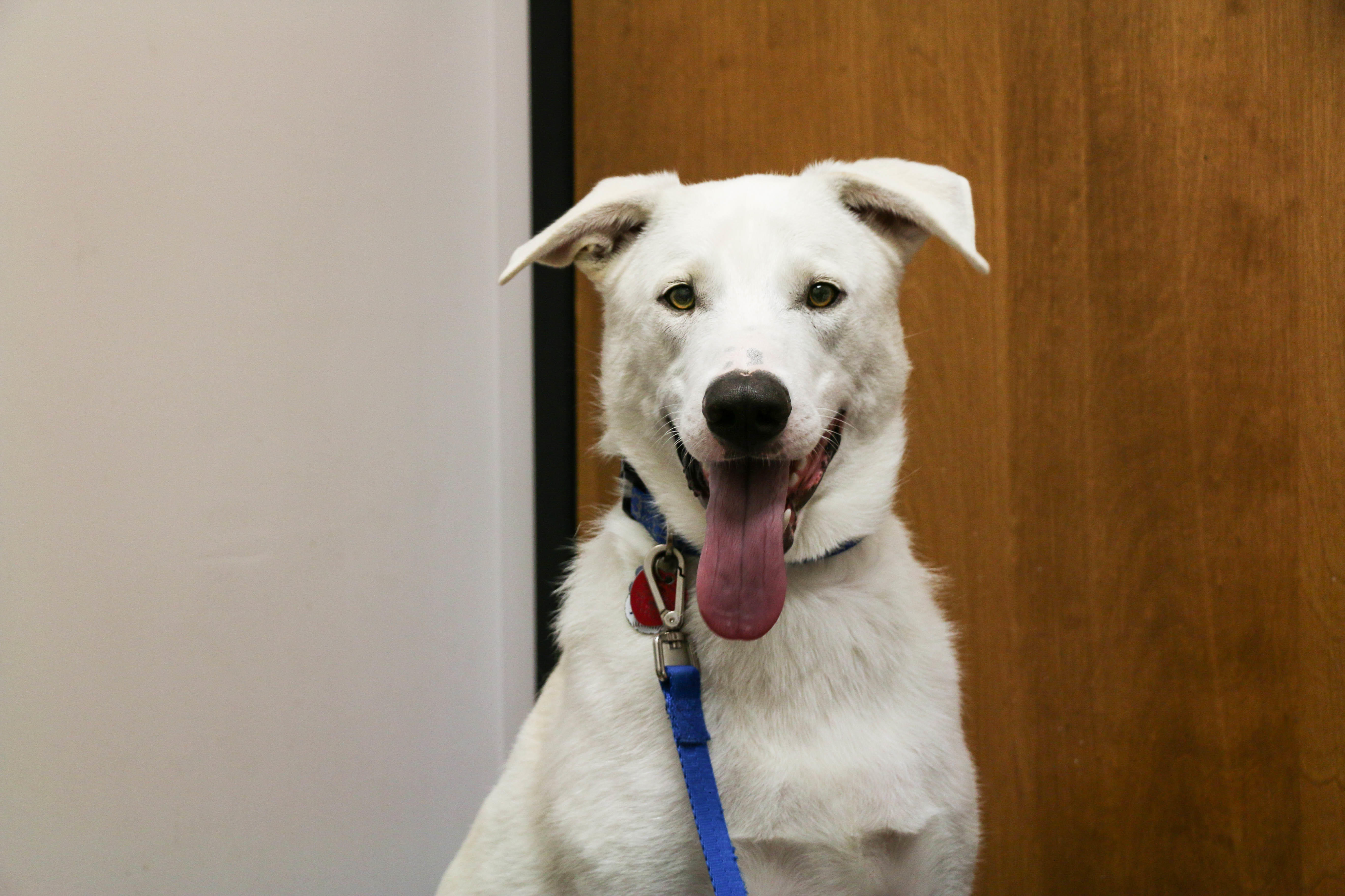 This happy dog is ready for his wellness exam. Our clinical team recommends at least one preventativ AniMed Animal Hospital Blue Springs (816)220-0222