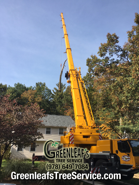 Greenleaf's Tree Service Photo