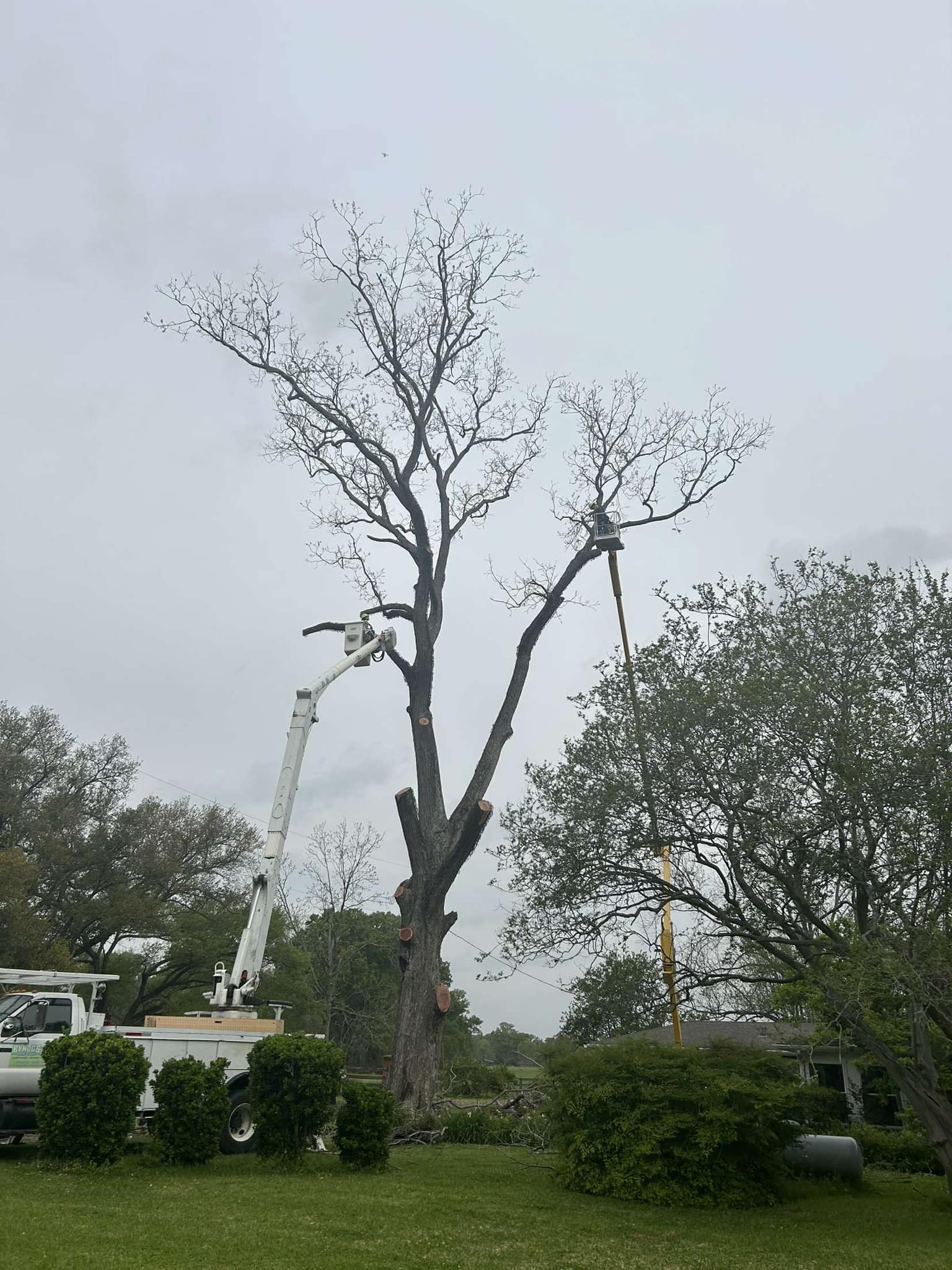 Bynog's Tree Services Image