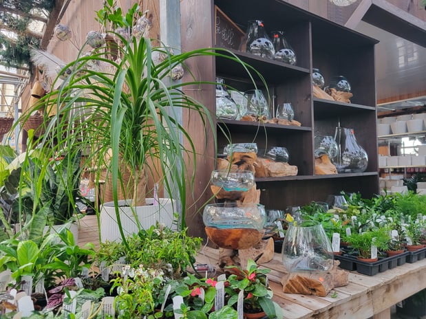 Images Sunny Spot Nursery