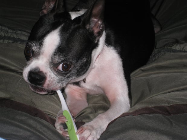 Images Crosspointe Animal Hospital