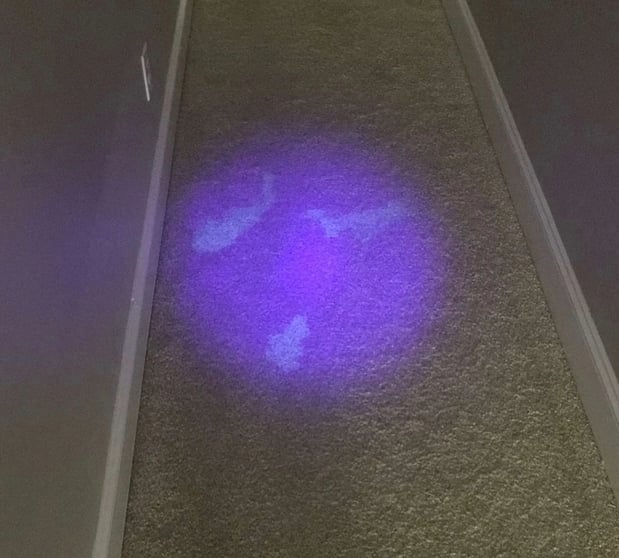 Images Raleigh Chem-Dry Carpet and Upholstery Cleaning