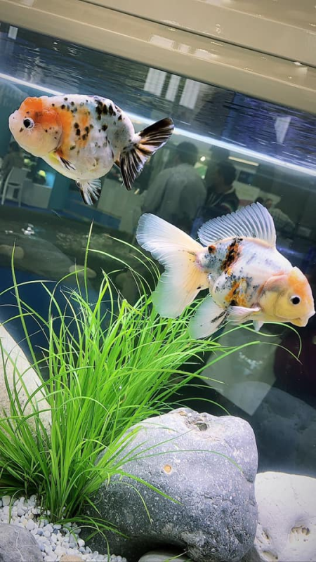 Images Pets Paradise