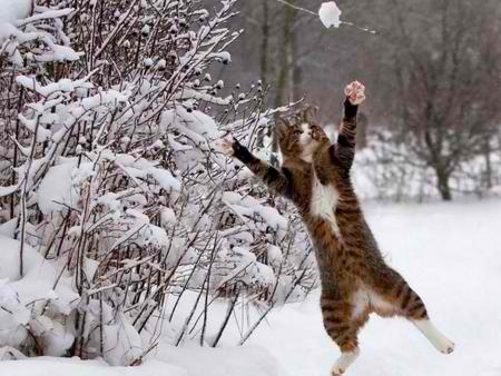 Images Atlantic Highlands Animal Hospital