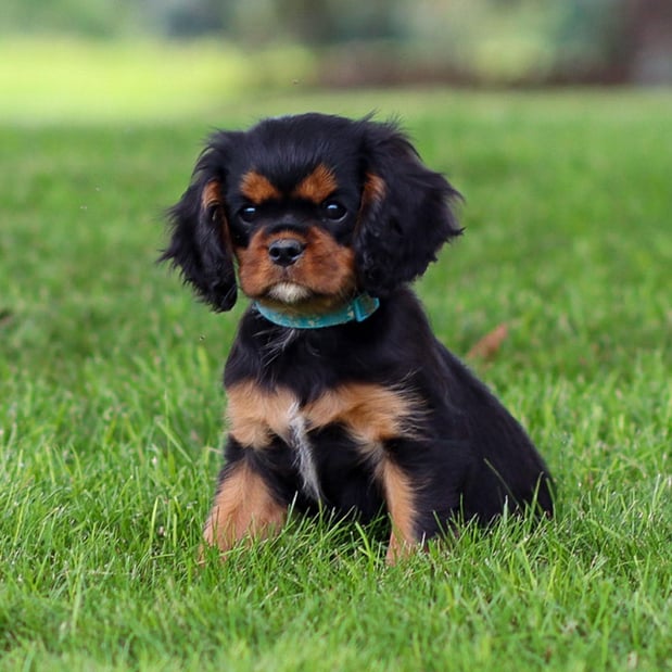 Images Pine Acres Puppies