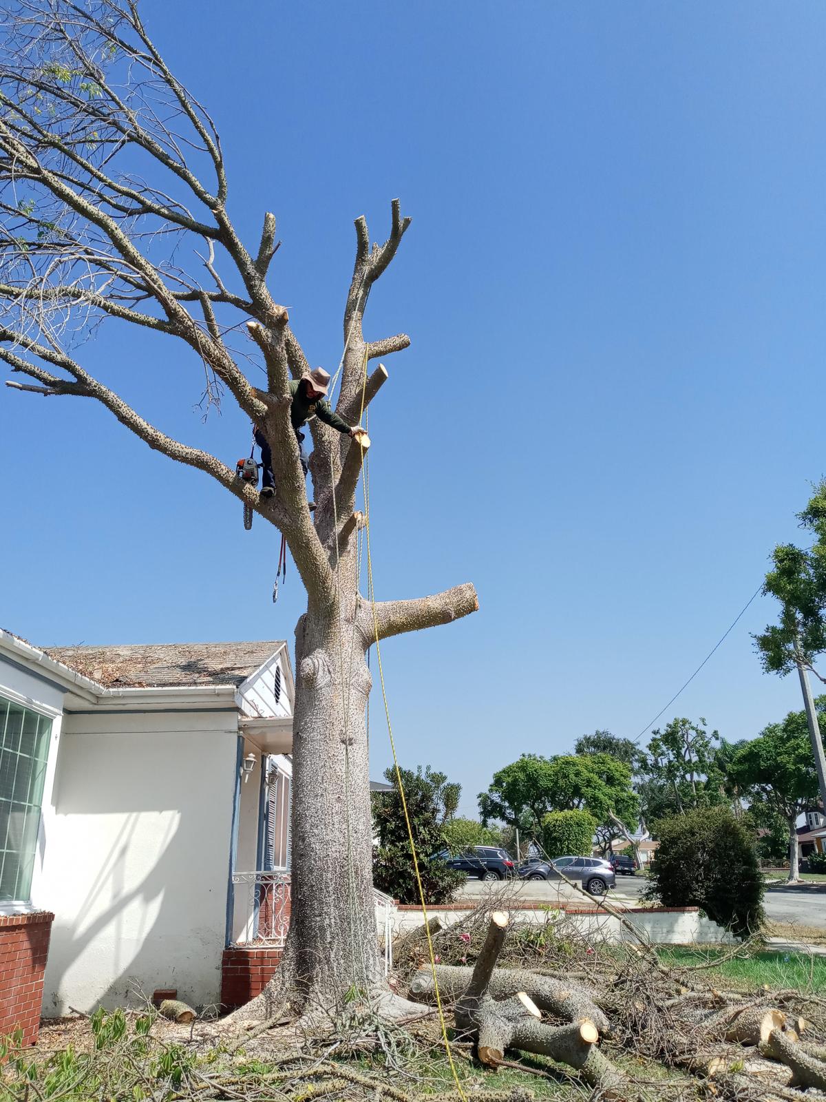 Daniel’s Tree Service Image