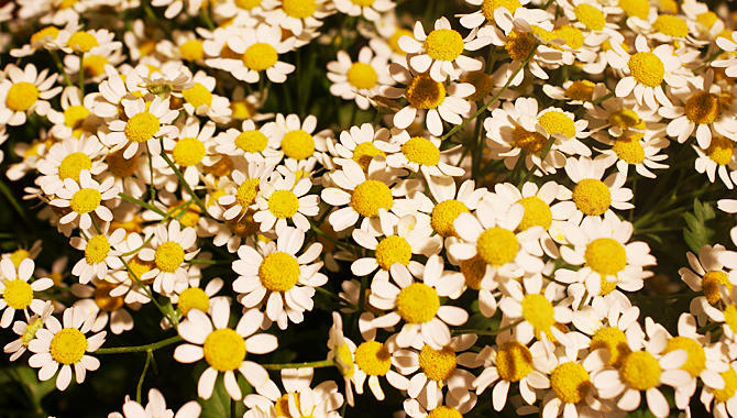 Blumenhaus Mäglin, Clarastrasse 50 in Basel