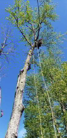 Images Sunbury Tree Care