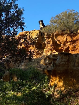 Images Del Mar Doggers dog walking, dog sitting, overnight stays