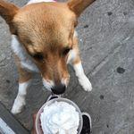 Cute puppy with a pup cup.