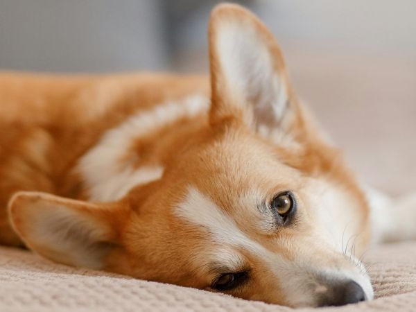 Images My Pet Dog トリミングルーム