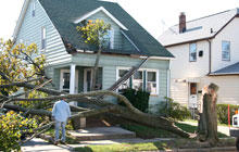 Images Williams A-1 Expert Tree Service