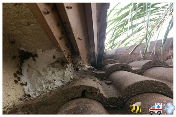 Images A Team Wildlife Removal & Bee Removal Miami