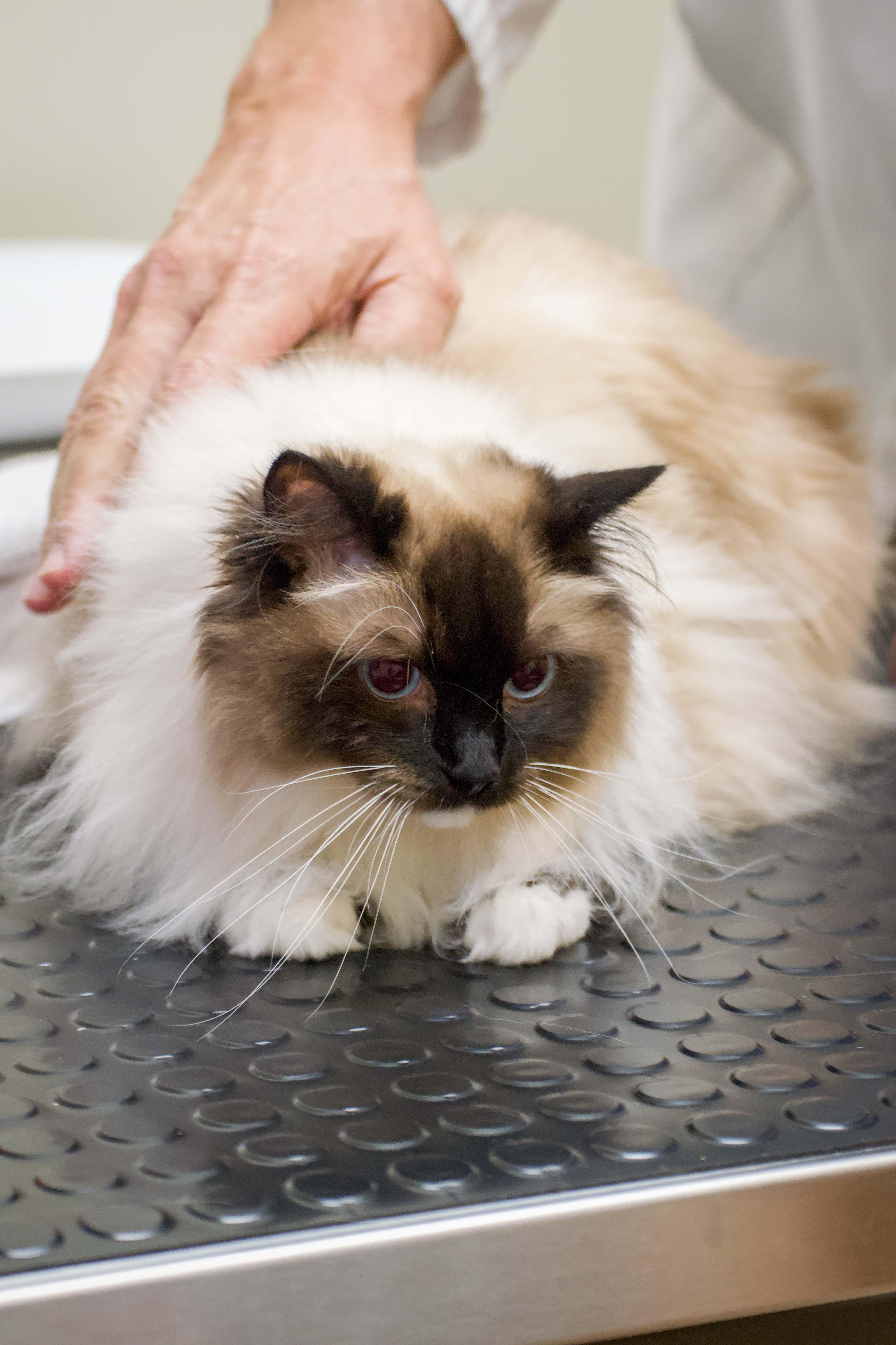 Our entire team is trained to hold our patients for exams so that pets feel as safe and comfortable as possible.