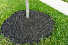 Images Northern Virginia Tree Experts, Inc