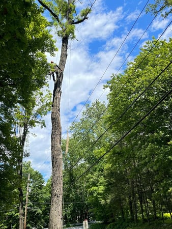 Images Green Outdoors Tree Service