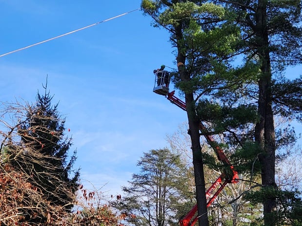 Images Keil Tree Experts Inc