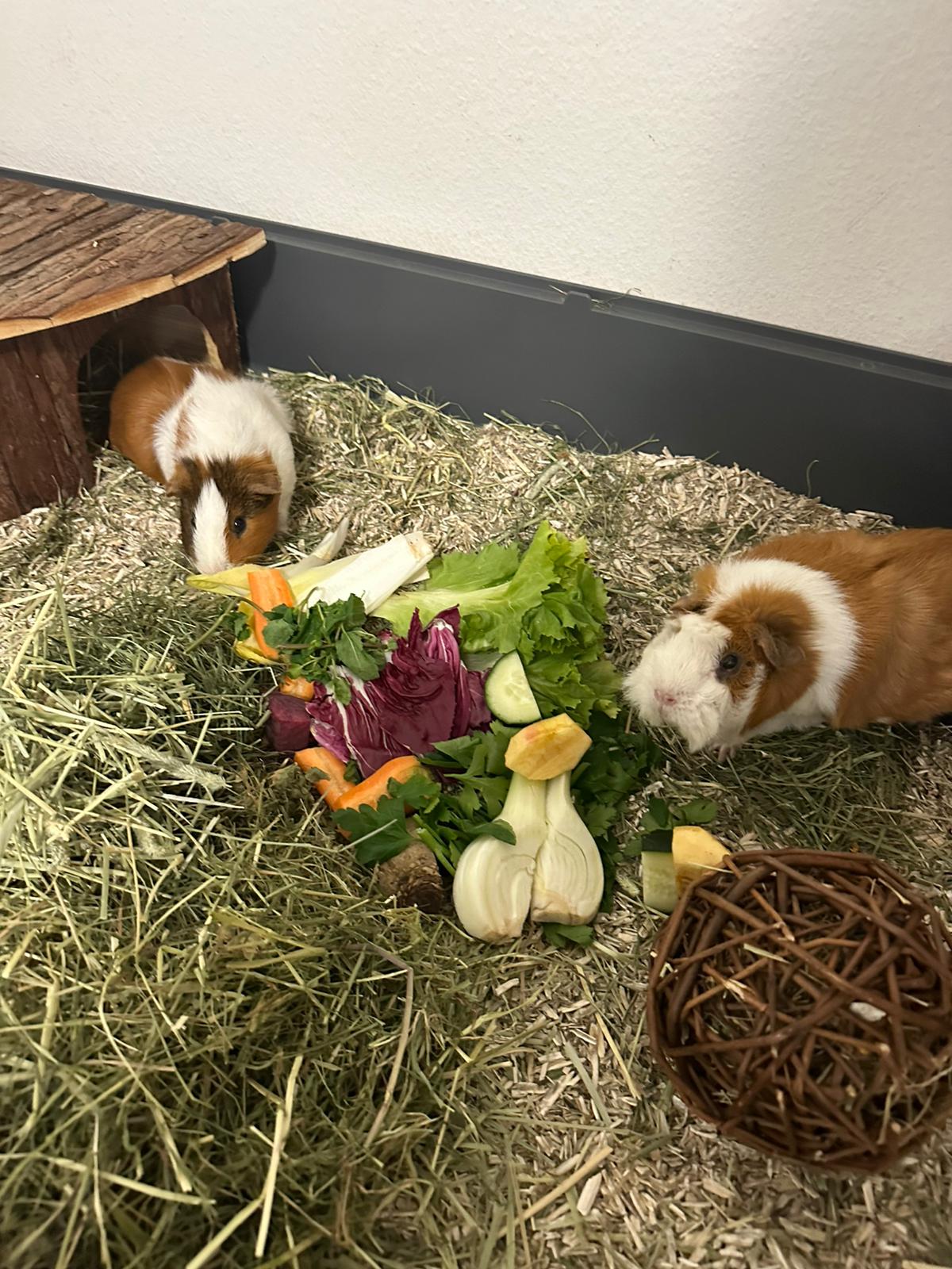 Pet-Relax, Unter Den Hollen 3 in Duggingen