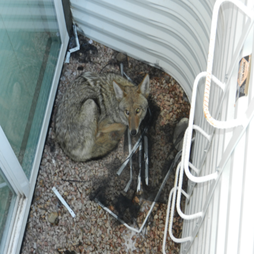 Images Alpine Wildlife Control  LLC