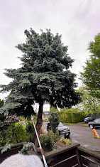 Images Alexa's Tree Service